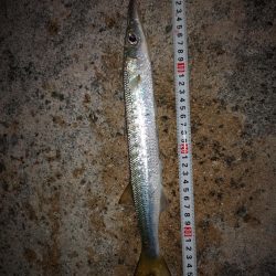 風は弱まりましたが釣れるのはオオメカマスだけ