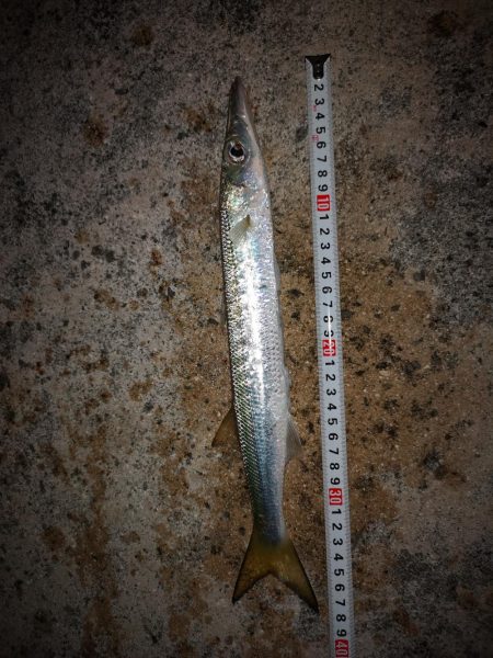 風は弱まりましたが釣れるのはオオメカマスだけ