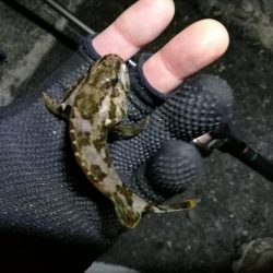 南港カモメ大橋ヘチ釣行 （楽しく根魚釣り～ ガシラ、タケノコ釣果有り）