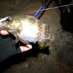 磯メバル　リベンジ