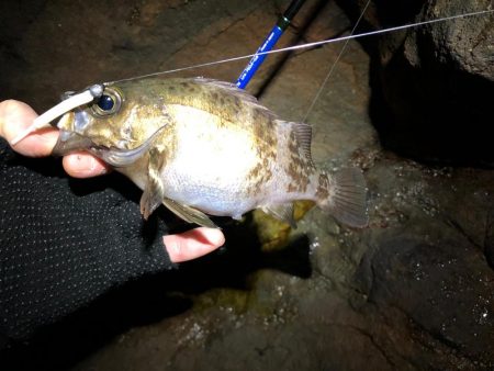 磯メバル　リベンジ