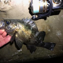 磯メバル　不発・・・。