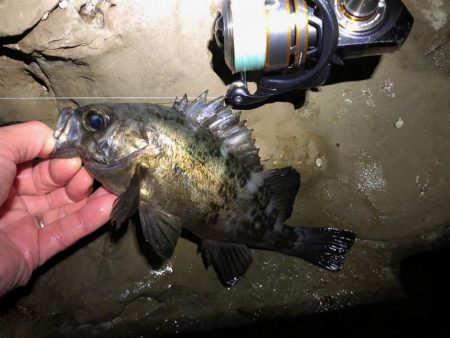 磯メバル　不発・・・。