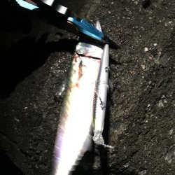 サバ君を楽しむ