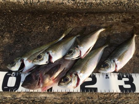 遠征！えんせい！ENSEI!!