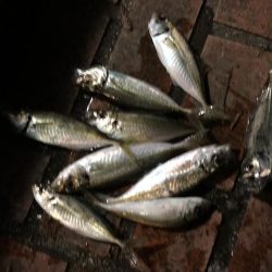 はっきりしない時合い