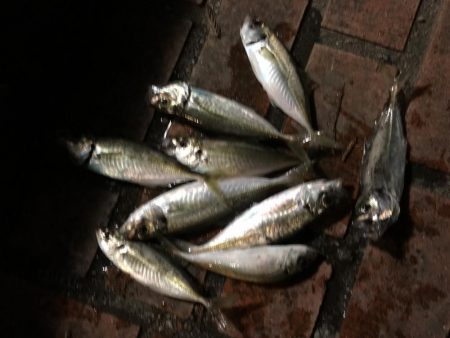 はっきりしない時合い