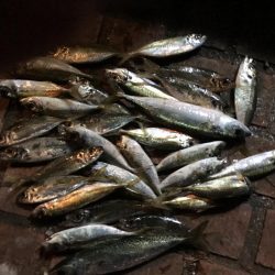 アジ28匹、サバ2匹