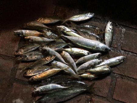 アジ28匹、サバ2匹