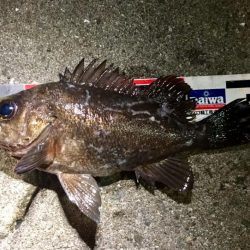 ２週間ぶりのガチンコメバリング