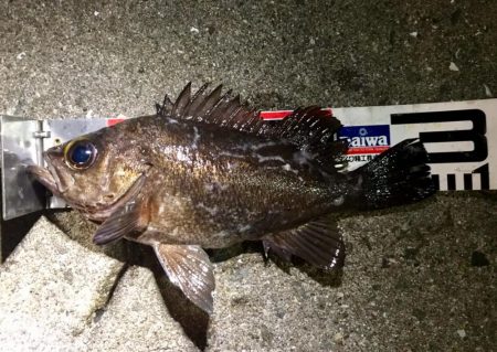 ２週間ぶりのガチンコメバリング