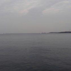 またまたゲット