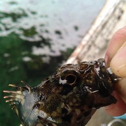 浜名湖ライトゲーム