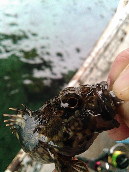 浜名湖ライトゲーム