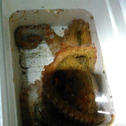 浜名湖でタコが釣れました