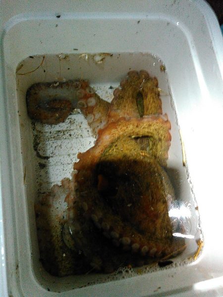 浜名湖でタコが釣れました