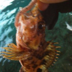 浜名湖 ライトゲーム