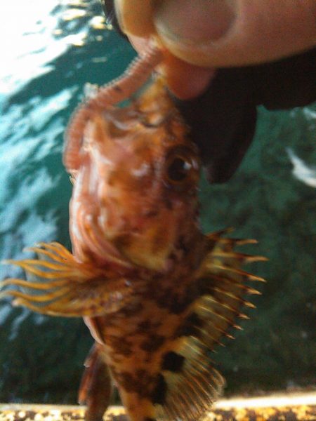 浜名湖 ライトゲーム