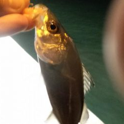 カモメ大橋ライトゲーム