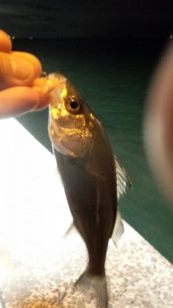 カモメ大橋ライトゲーム