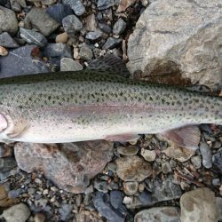 雪が舞う極寒芥川トラウトフィッシング