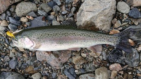 雪が舞う極寒芥川トラウトフィッシング