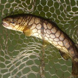 岡崎トラウトたくさん