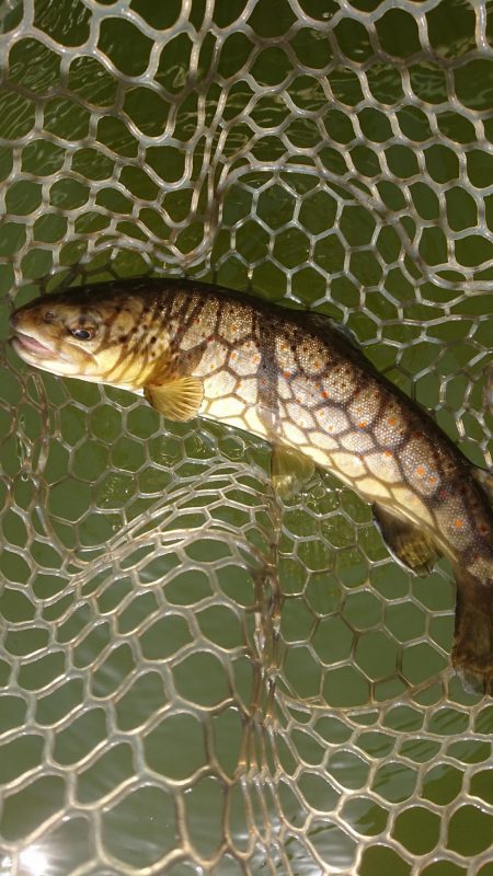 岡崎トラウトたくさん