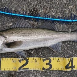 澄み潮クリアウォーター攻略