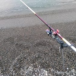 サーフでも　アオリイカゲットできます!!