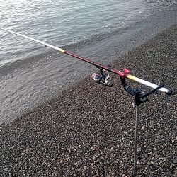 アオリイカ１杯上がりました！！