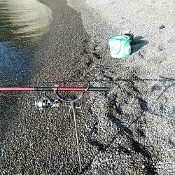 サーフでも　アオリイカゲットできました!!