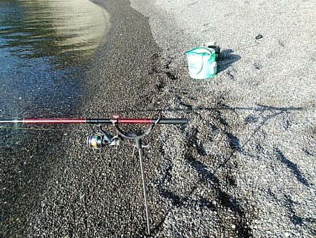 サーフでも　アオリイカゲットできました!!