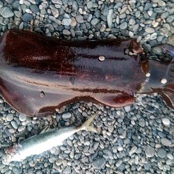 アオリイカ2杯あがりました!!