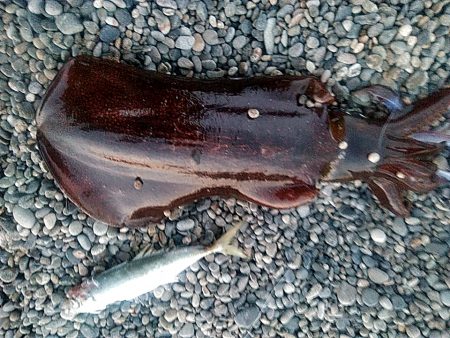 アオリイカ2杯あがりました!!