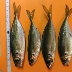 海老撒きは撃沈!