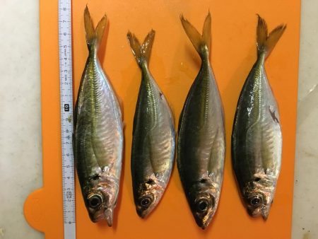 海老撒きは撃沈!