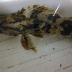 浜名湖ロックフィッシュ