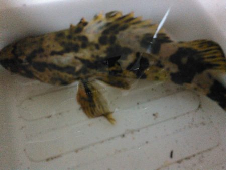 浜名湖ロックフィッシュ