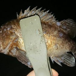 久しぶりのナイスナメバル