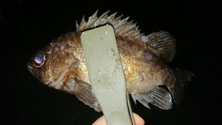 久しぶりのナイスナメバル