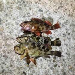 今日も渋いかな。