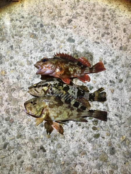 今日も渋いかな。