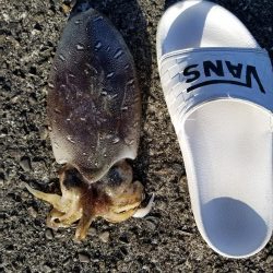 朝マズメから、