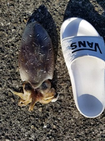 朝マズメから、