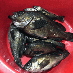 二見メバリング(2019-4)