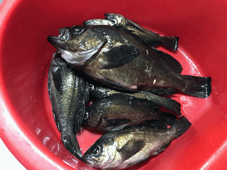 二見メバリング(2019-4)