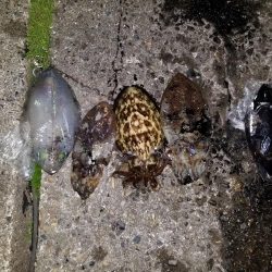 アオリとコウイカ