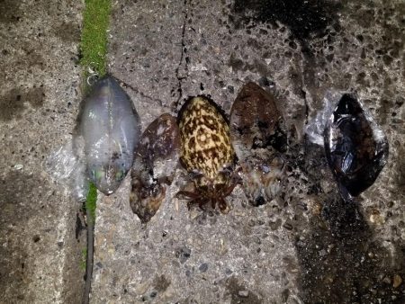 アオリとコウイカ