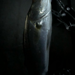 まずまずメバリング